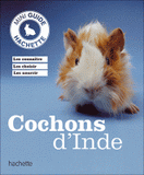 Cochons d'Inde