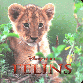 Félins