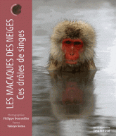 Les macaques des neiges. Ces drôles de singes