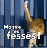 Montre tes fesses !