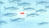 Petit poisson voit du pays