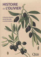 Histoire de l'olivier. L'arbre des temps