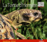 La Tortue d'Hermann