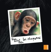 Peau, poils et pattes 
Le chimpanzé